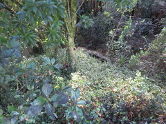 Melicytus ramiflorus ramiflorus