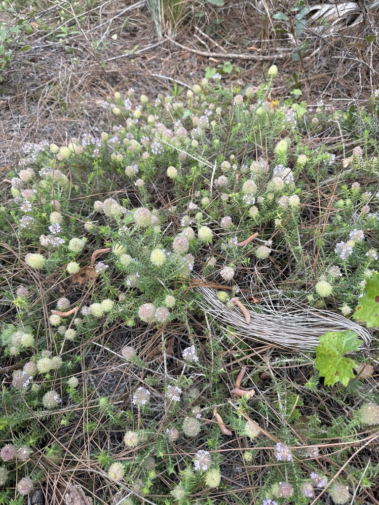 Florida pennyroyal from W Frederick Small Rd, Jupiter, FL, US on