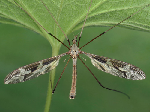 Giant cranefly, photo 4 of 10