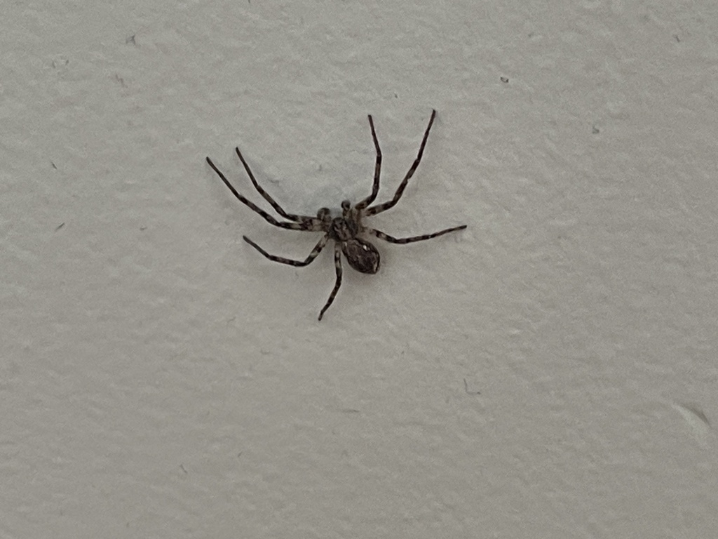 Running Crab Spiders from Rundle Cres NE, Calgary, AB, CA on February ...