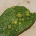 Acodiplosis pulicariae - Photo (c) Thijs Valkenburg, algunos derechos reservados (CC BY-NC), subido por Thijs Valkenburg