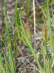 Carex garberi