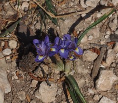 Moraea sisyrinchium