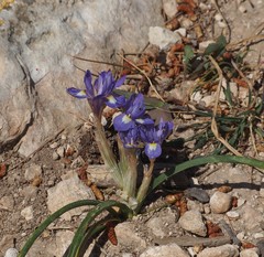 Moraea sisyrinchium