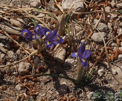 Moraea sisyrinchium