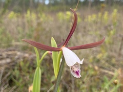 Cleistesiopsis oricamporum