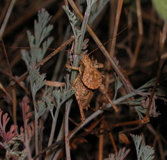 Aglaothorax morsei tectinota