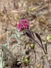 Chorizanthe douglasii