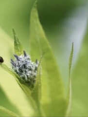 Amsonia tabernaemontana