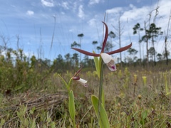 Cleistesiopsis oricamporum
