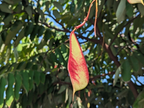 Foto de Pé-de-pavão