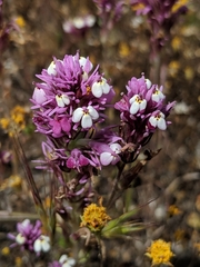 Castilleja densiflora gracilis