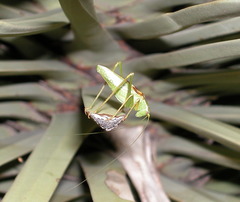 Platylyra californica