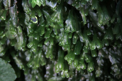 Pallavicinia ambigua