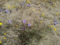 Gilia tenuiflora amplifaucalis
