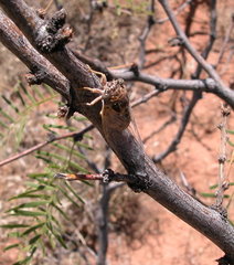 Diceroprocta eugraphica