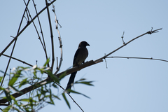 Dendrocitta formosae formosae