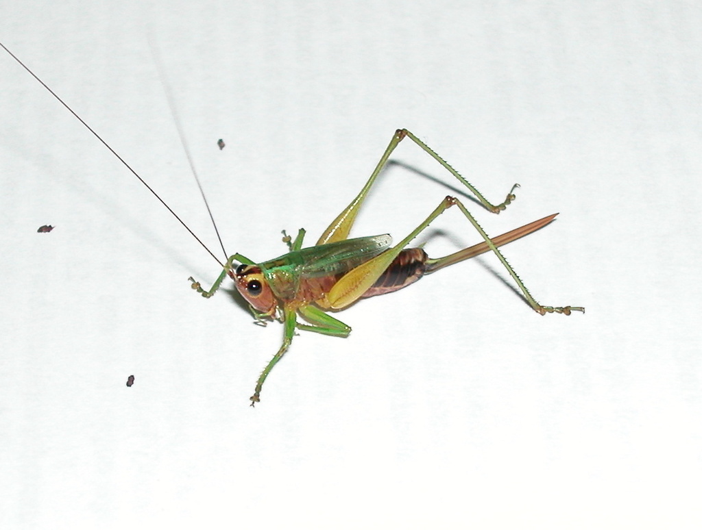 Black-sided Meadow Katydid