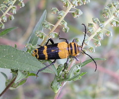 Megacyllene decora