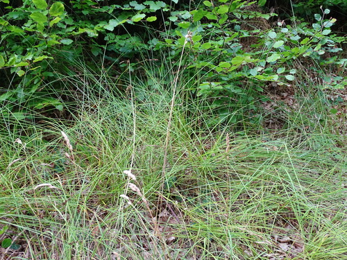 Image of Carex leersii by (c) Grzegorz Grzejszczak, some rights reserved (CC BY-SA)