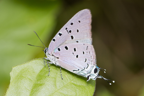 Marsyas Hairstreak photo 5