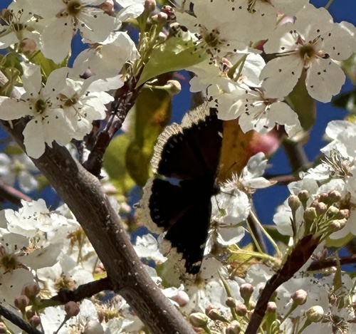 Mourning cloak