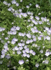 Nemophila phacelioides