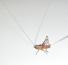 Conocephalus saltans