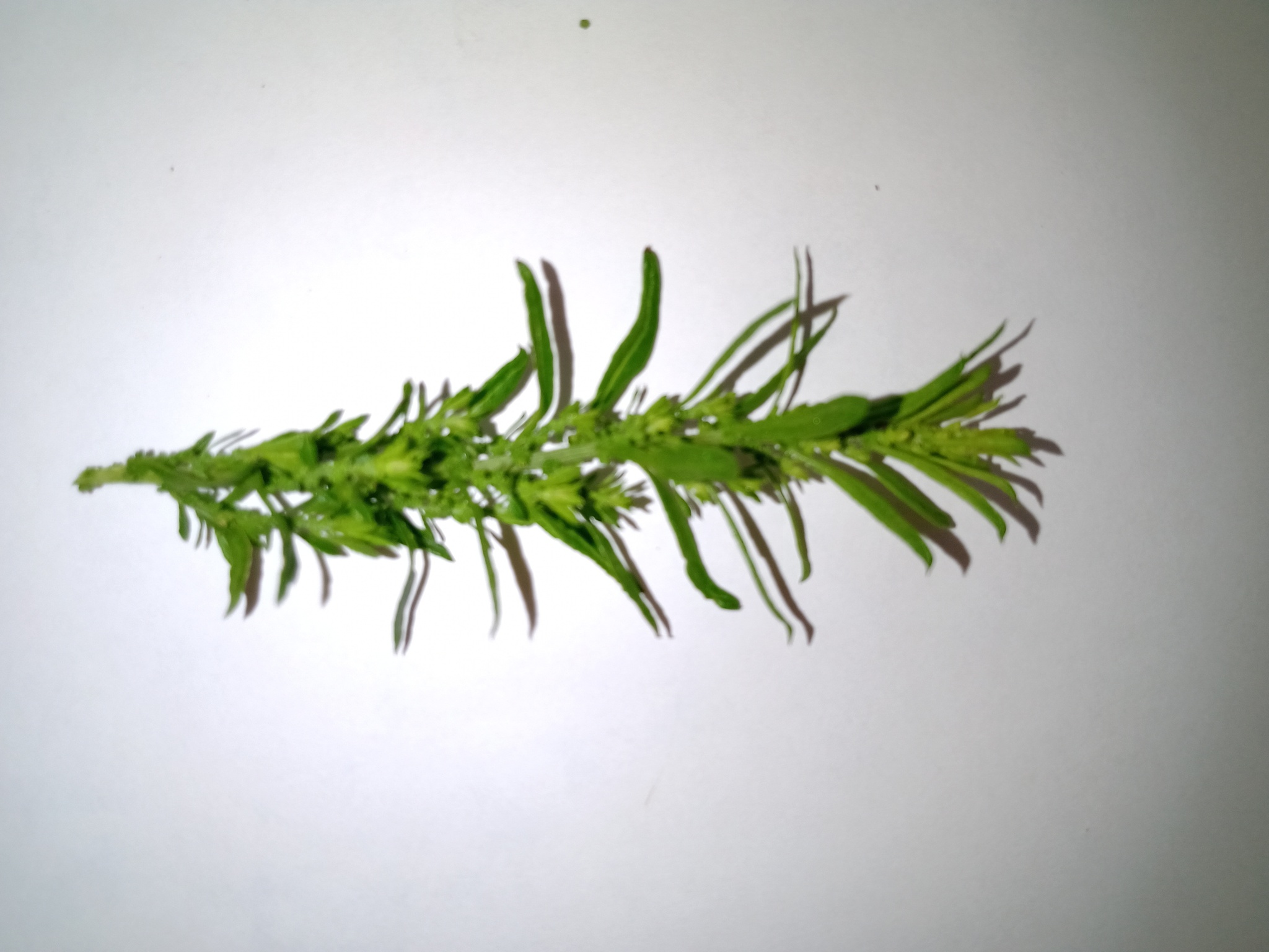 Scoparia dulcis