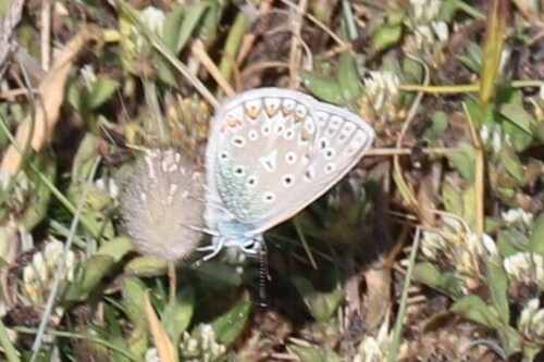 Polyommatus icarus