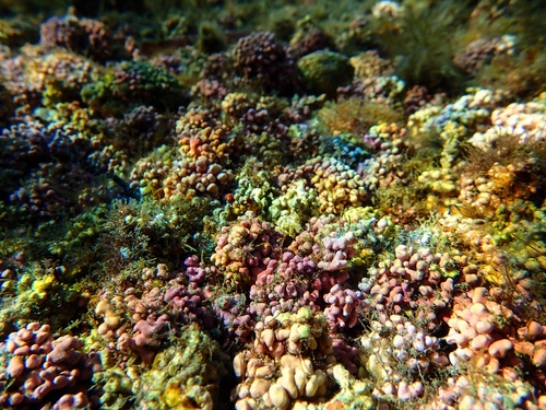 Representative image of Neogoniolithon hauckii