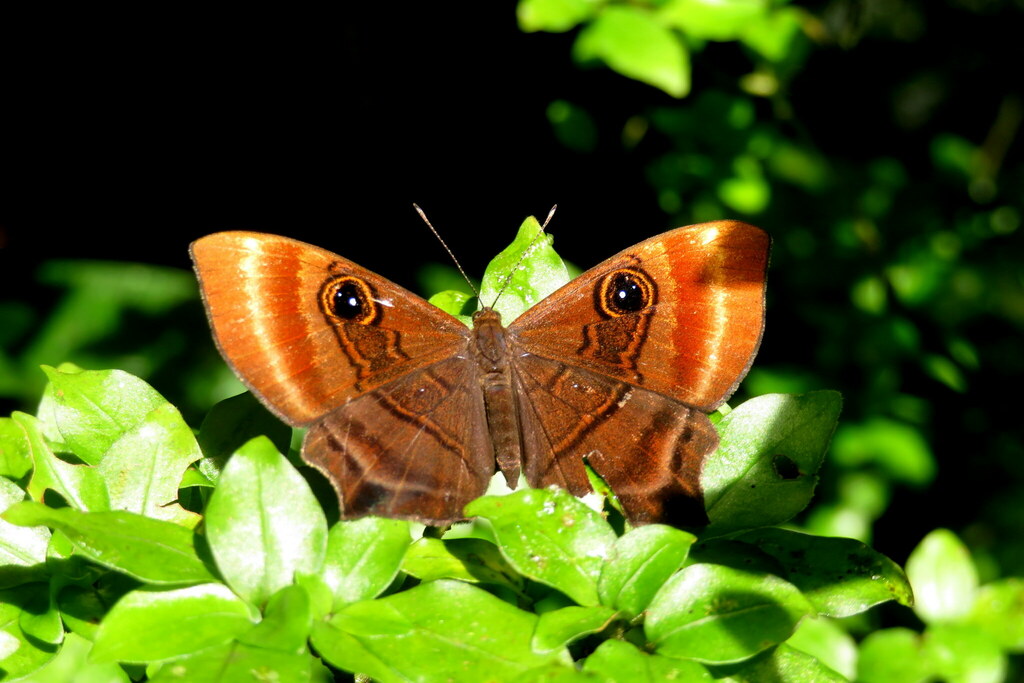 Mesosemia grandis