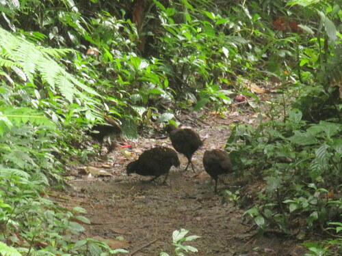Black-breasted Wood Quail (Odontophorus leucolaemus), photo 9