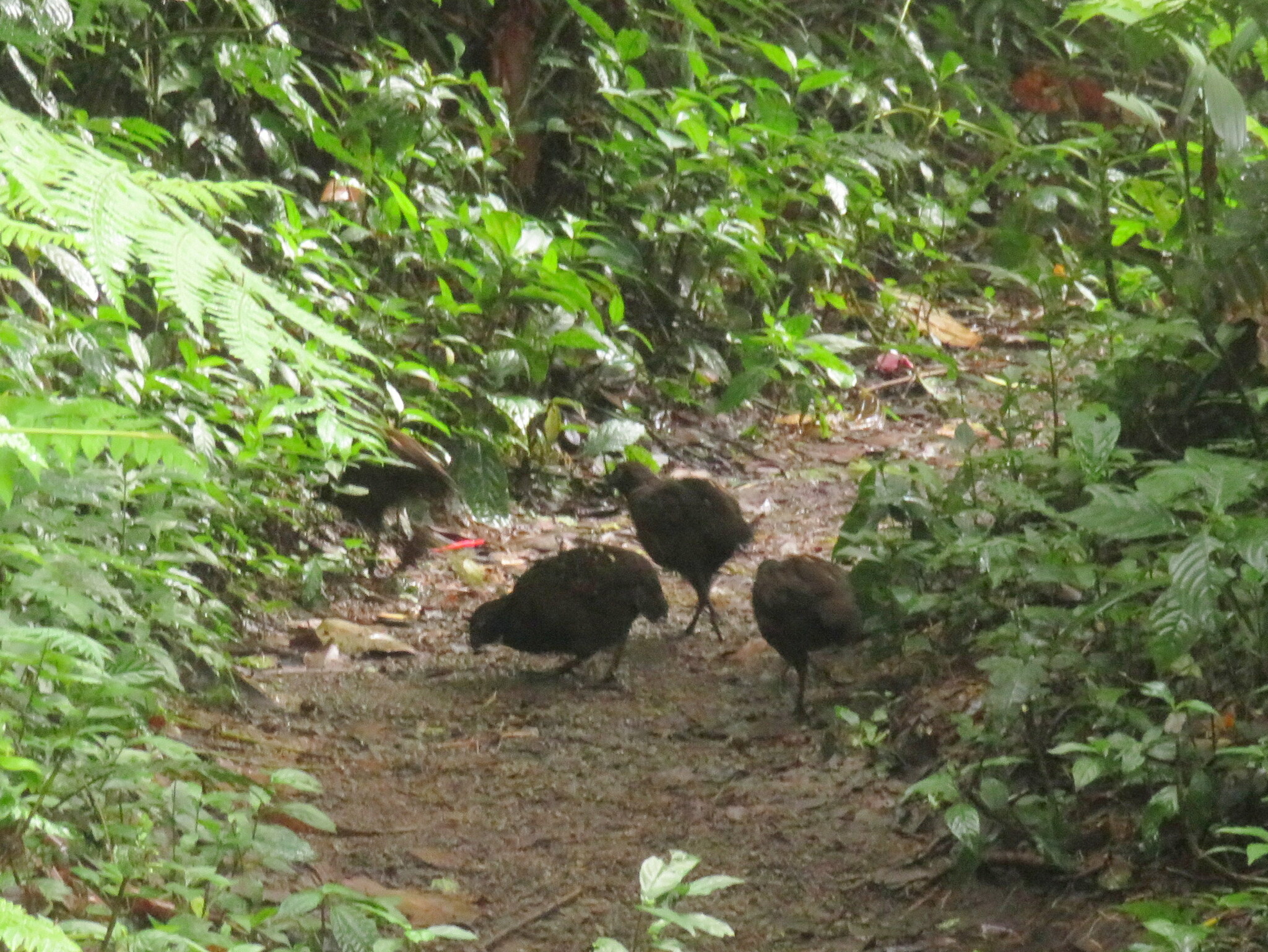 Black-breasted Wood Quail (Odontophorus leucolaemus), photo 9