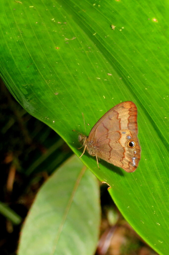 Cyllopsis rogersi
