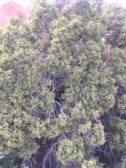 Juniperus californica