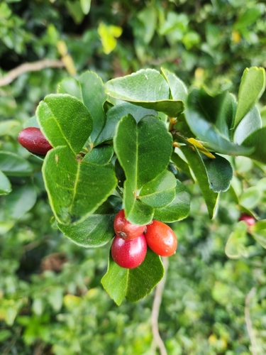 Triphasia trifolia observed 2024-02-14