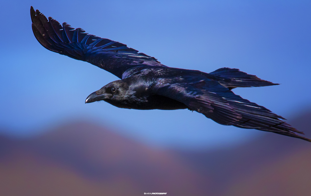 Grand Corbeau