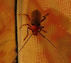 Pacificanthia consors