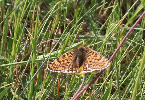 Melitaea cinxia