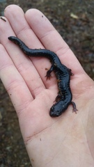 Plethodon chattahoochee