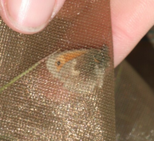 Coenonympha pamphilus