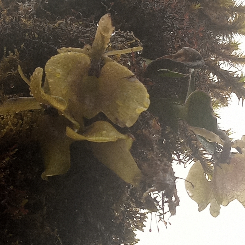 Epidendrum kockii Schltr. 2