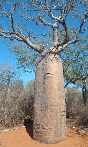 fony baobab