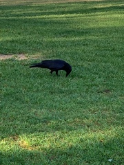 Corvus brachyrhynchos