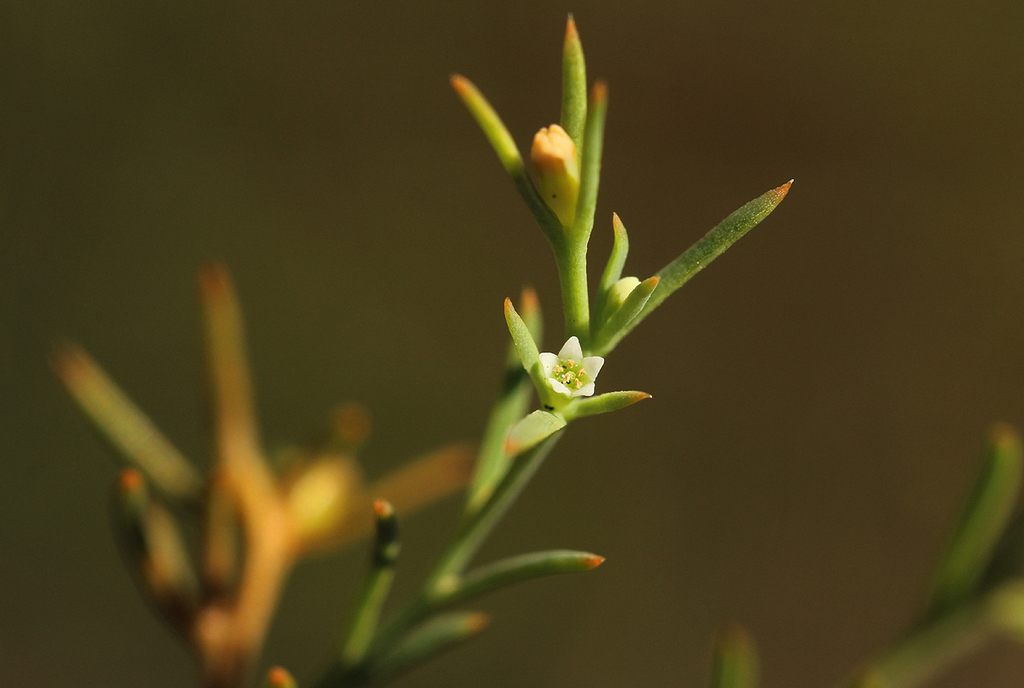 Thesium pygmaeum