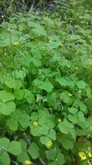 Oxalis laxa