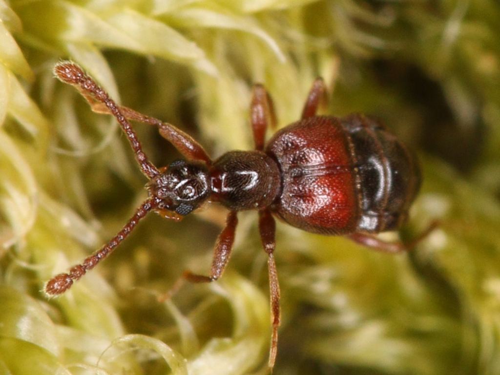 Tyrus mucronatus