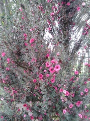 Leptospermum scoparium