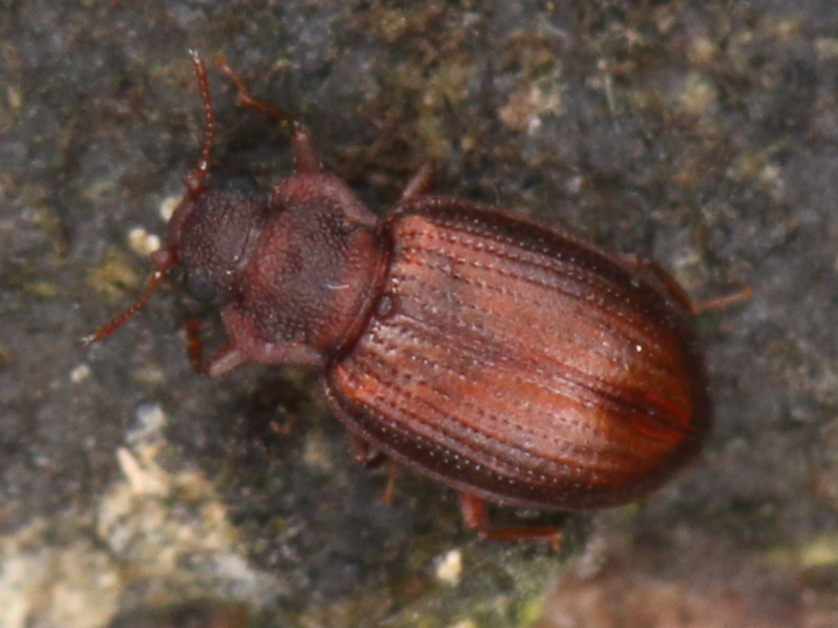 Enicmus testaceus